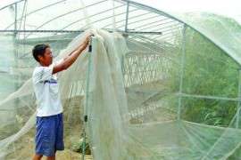 农用蔬菜大棚育苗防虫网纱窗网布防虫防蚊网