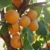 水果代购金太阳杏子,丰园红杏种植产地行情