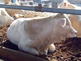 提高夏洛莱牛肉牛育肥效果的方法